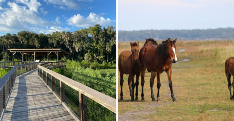 This Quiet Florida Park Feels Even More Magical Thanks To Its Wild Horses