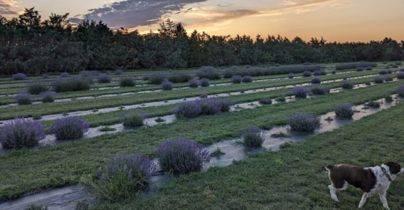 This Romantic Nebraska Lavender Farm Is The 2026 Most Surprising Visit