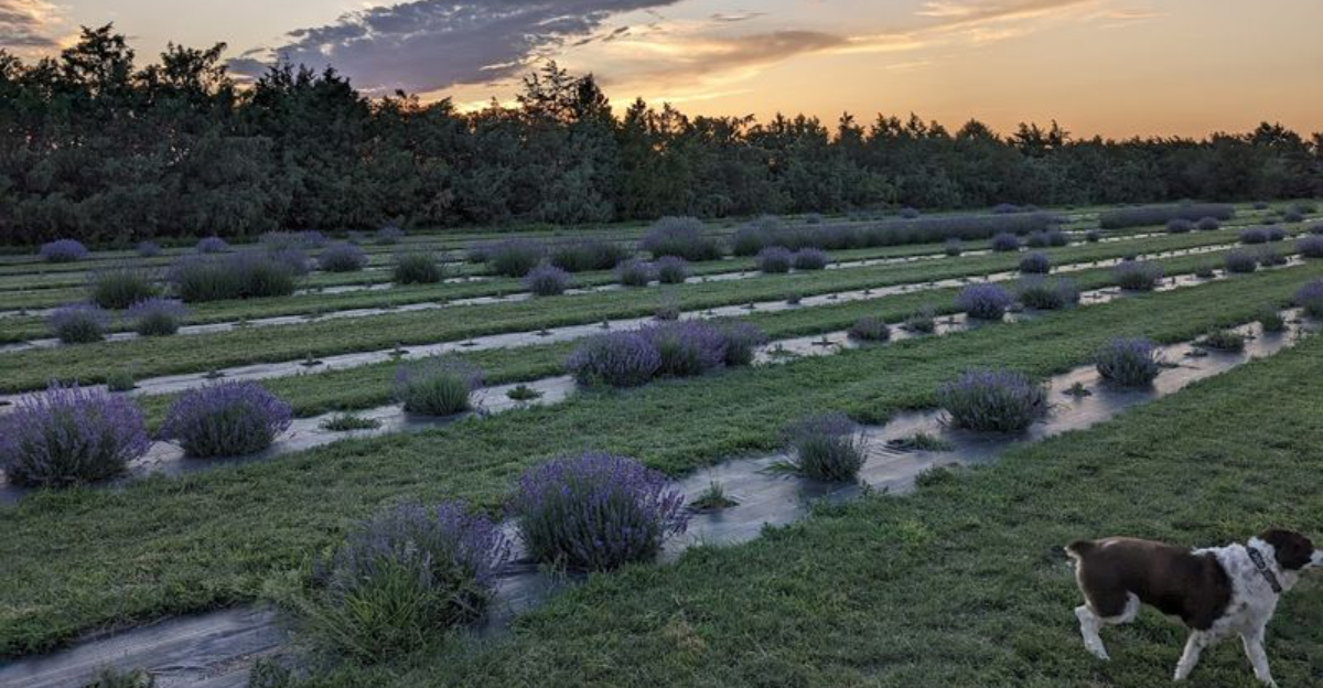 This Romantic Nebraska Lavender Farm Is The 2026 Most Surprising Visit - Decor Hint