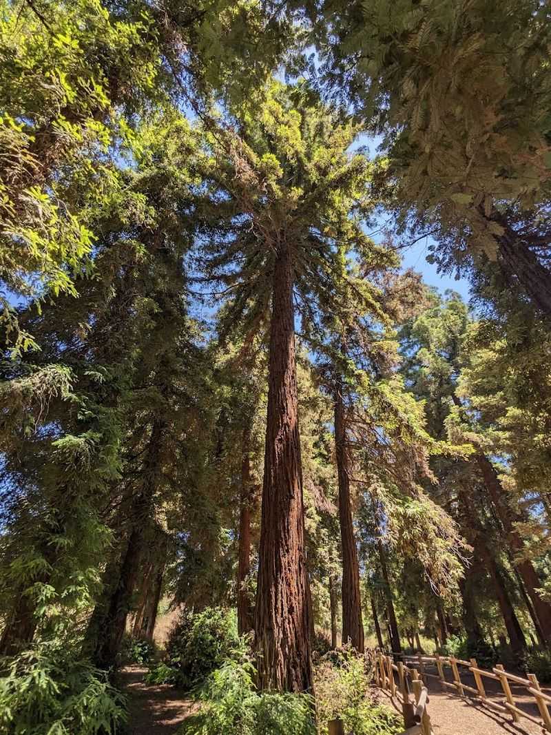 The Redwood Grove As Orange County's Only Coastal Redwood Forest