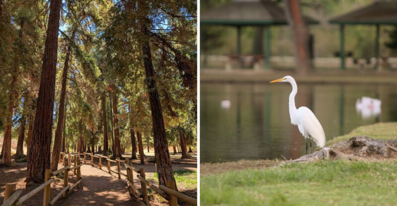 This Southern California Park Hides A Redwood Grove That Feels Miles From The City
