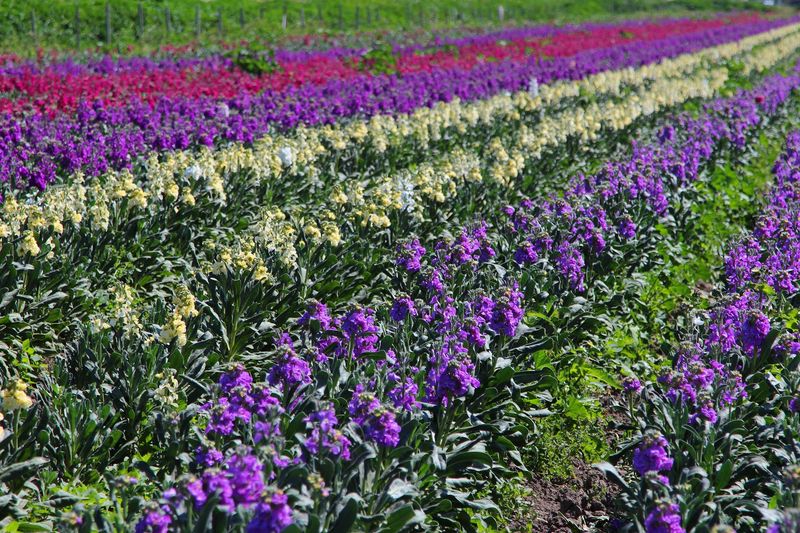 Roadside Flower Fields Make The View Easy To Find