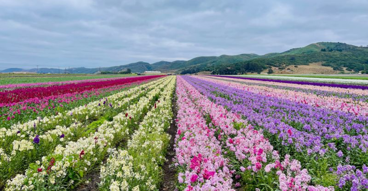 This Stunning Flower Field In California Is So Picturesque Youll Think Youre In A Postcard - Decor Hint