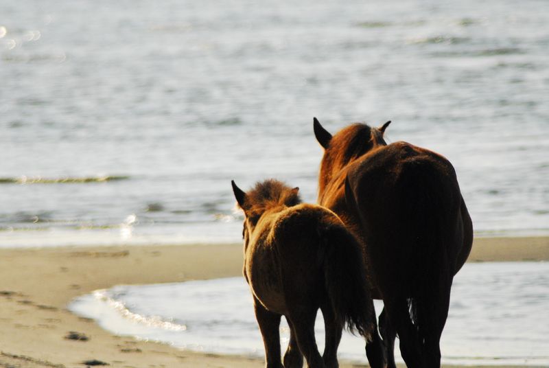 The Wild Horses Of Shackleford Banks