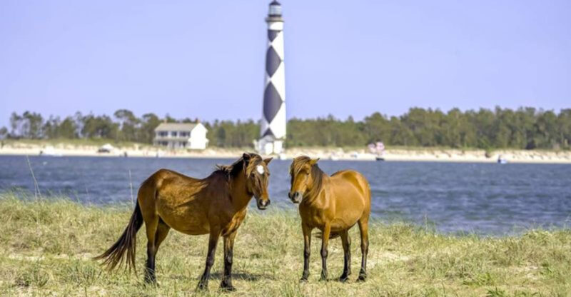 This Stunning North Carolina Island Is Where Wild Horses Roam Free