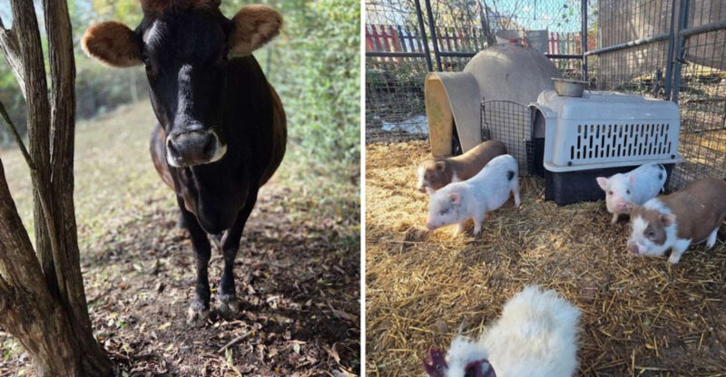 This Tennessee Sanctuary Is Famous For Its Adorable, Affectionate Animals