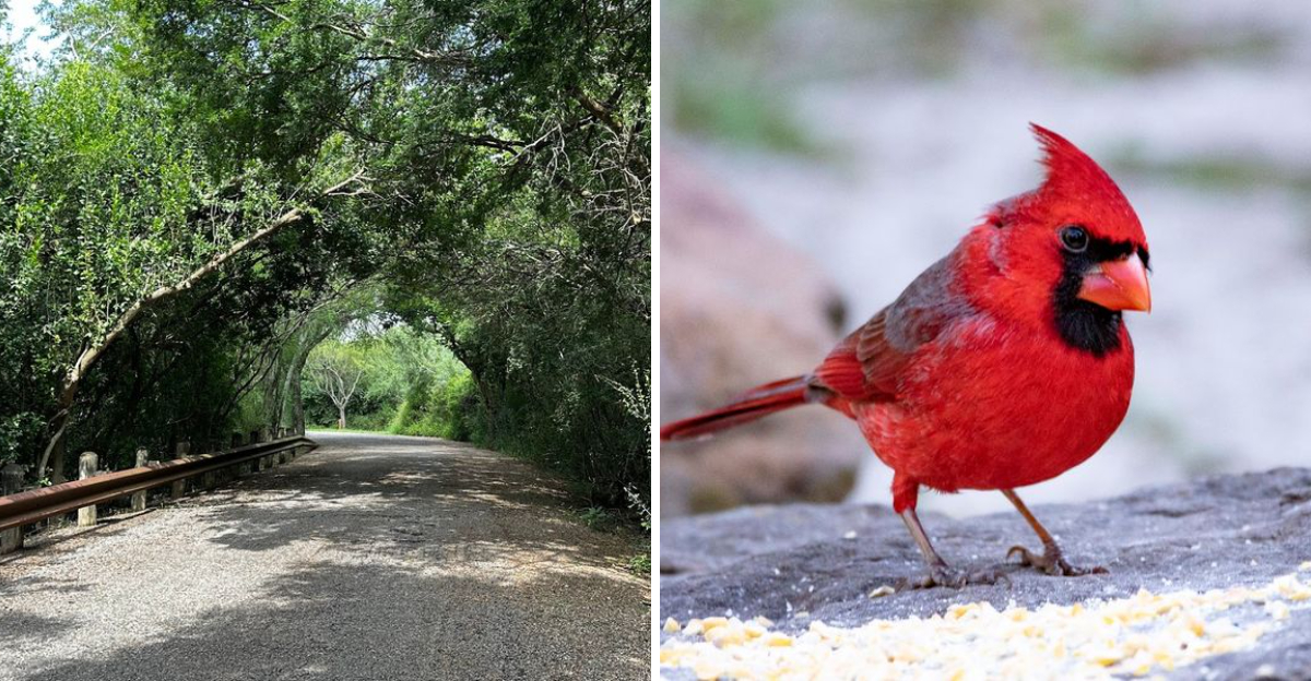 This Texas State Park Has Banned Cars Entirely And It Is Absolutely Worth The Trip - Decor Hint