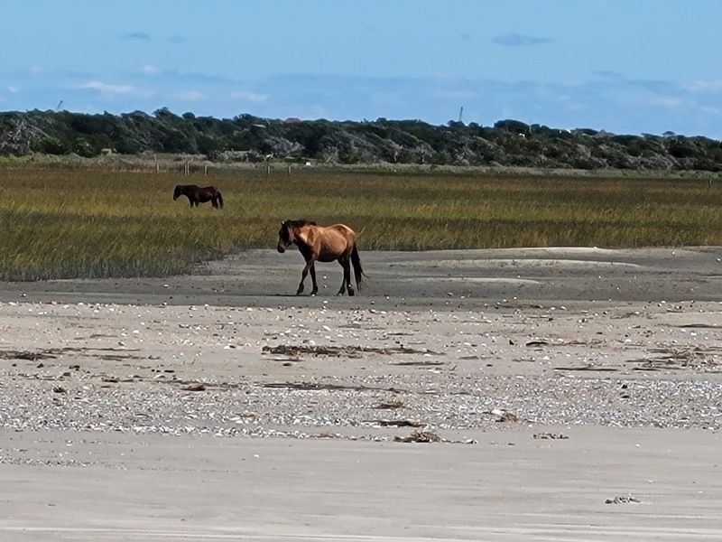 A Tiny Island Trail Runs Straight Through Wild Horse Country