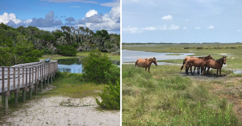 This Tiny North Carolina Island Has A 1.1-Mile Trail Through Wild Horse Country