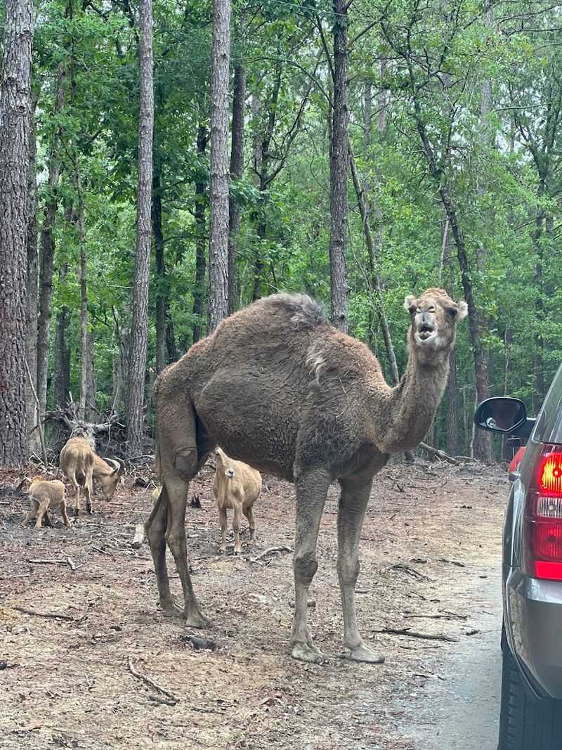 The Drive-Thru Safari Experience