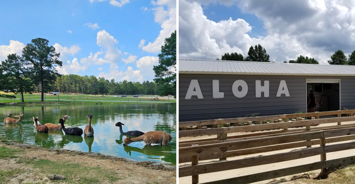 This Wild North Carolina Safari Park Lets You Feed Giraffes Meet Sloths And Drive Through Hundreds Of Exotic Animals - Decor Hint