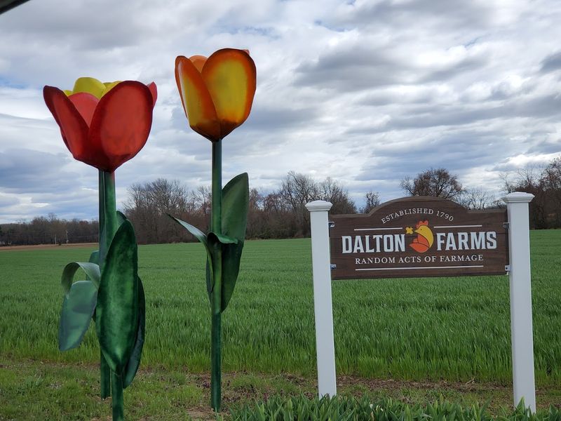 The Tulip Festival Experience