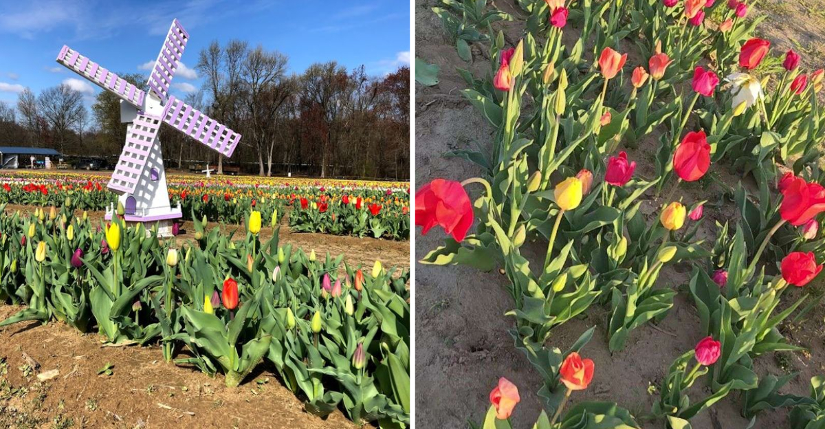 Thousands Of Tulips Transform This New Jersey Farm Into A Colorful Wonderland - Decor Hint