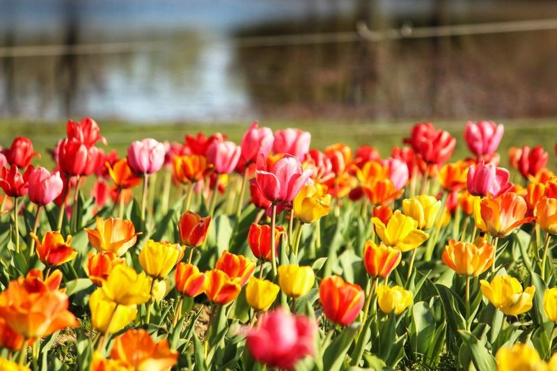 A Private Farm With Public Flower Events
