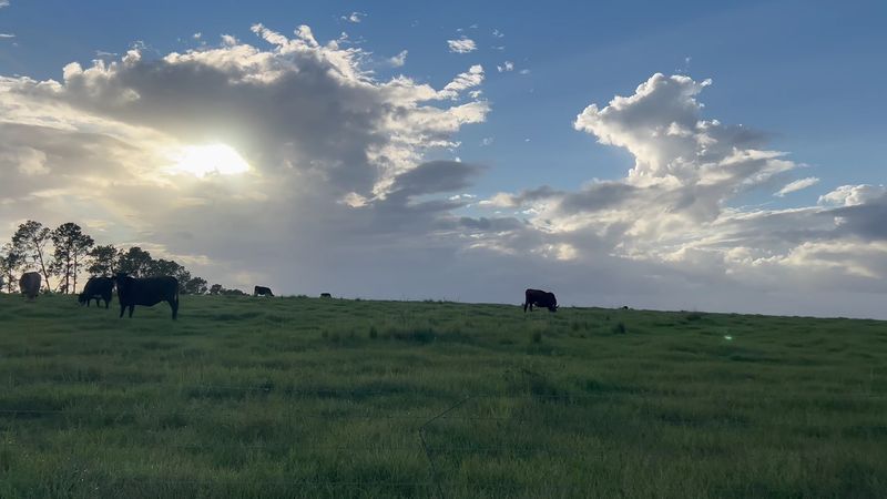 Rolling Hills And Green Scenery