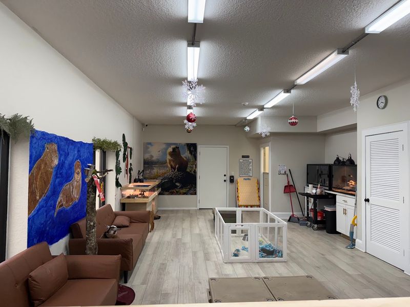 This Florida Cafe Lets You Spend Your Morning With Capybaras And Nobody Who Has Tried It Has Ever Complained - Decor Hint Why Is Experience Unique