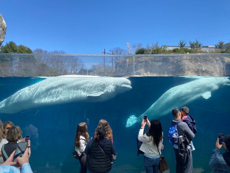 Conservation Efforts That Make Mystic Aquarium Unique