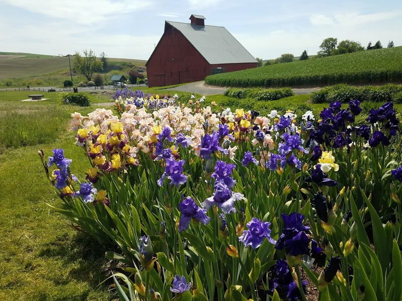 Seasonal Beauty That Never Gets Old