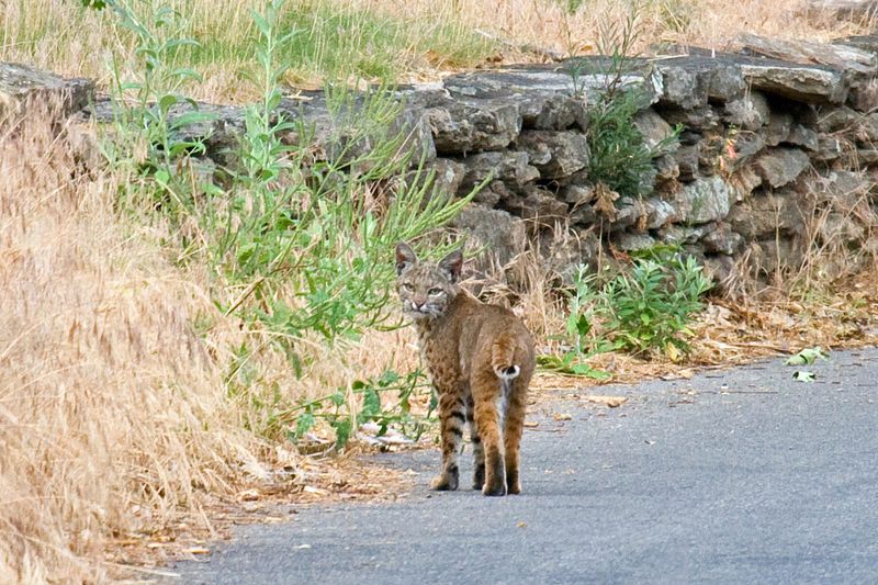 Wildlife And Nature That Reward Patience