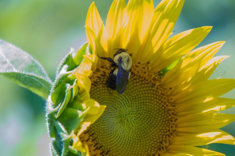 Wildlife Beyond The Blooms