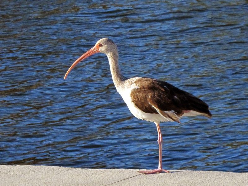 Wildlife Along The Water