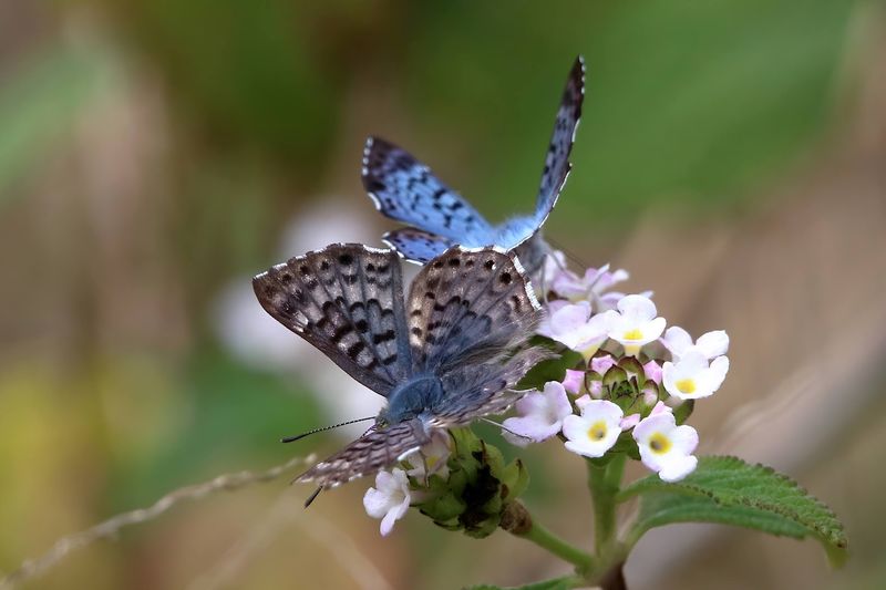 Butterflies, Dragonflies, And Other Flying Surprises