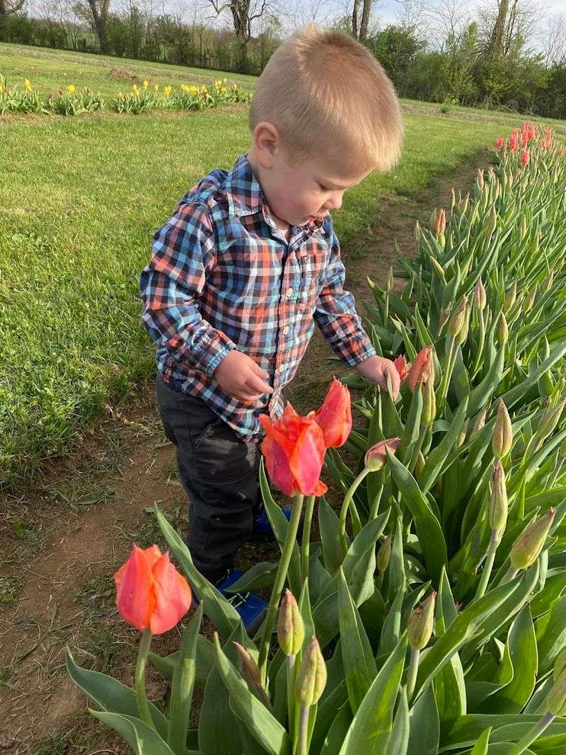 Why 2026 Is Your Year To Visit Kentucky's Lavender Bloom - Decor Hint A Family-Owned Farm With Real Heart
