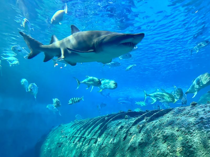 NC Aquarium At Pine Knoll Shores