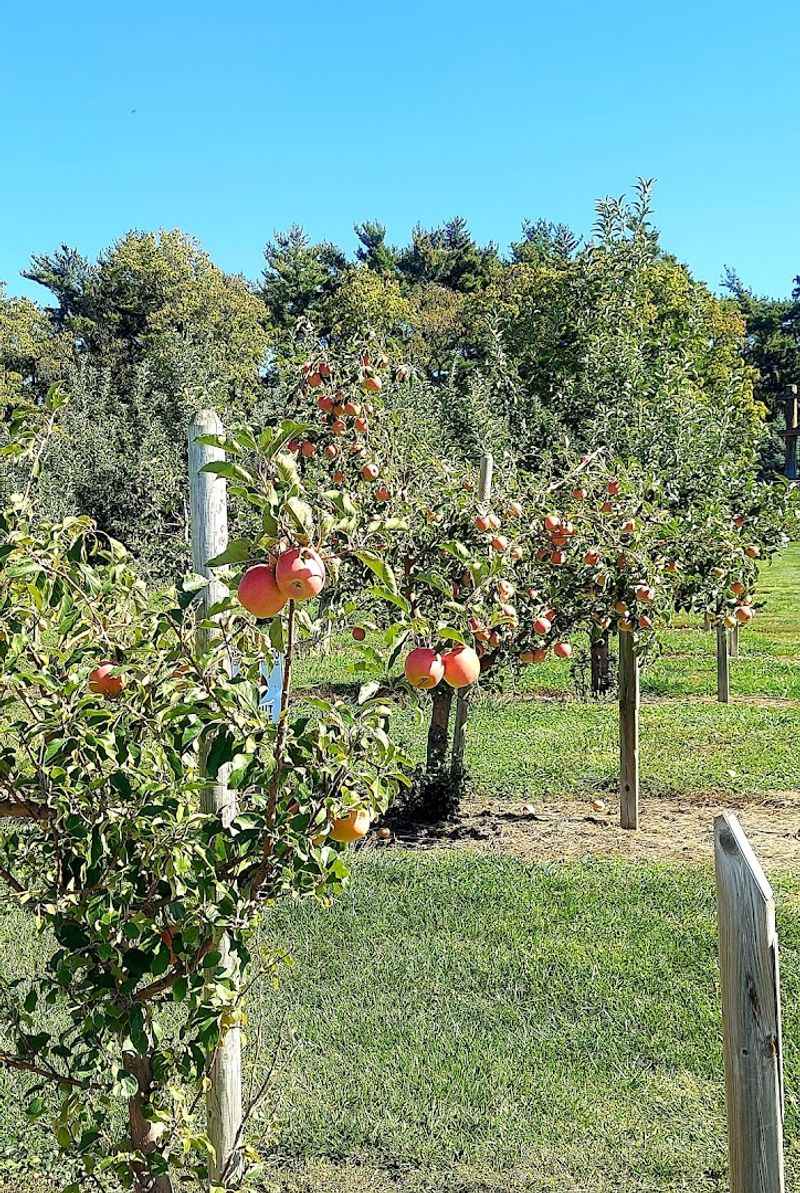 Apple Varieties Worth Knowing Before You Go