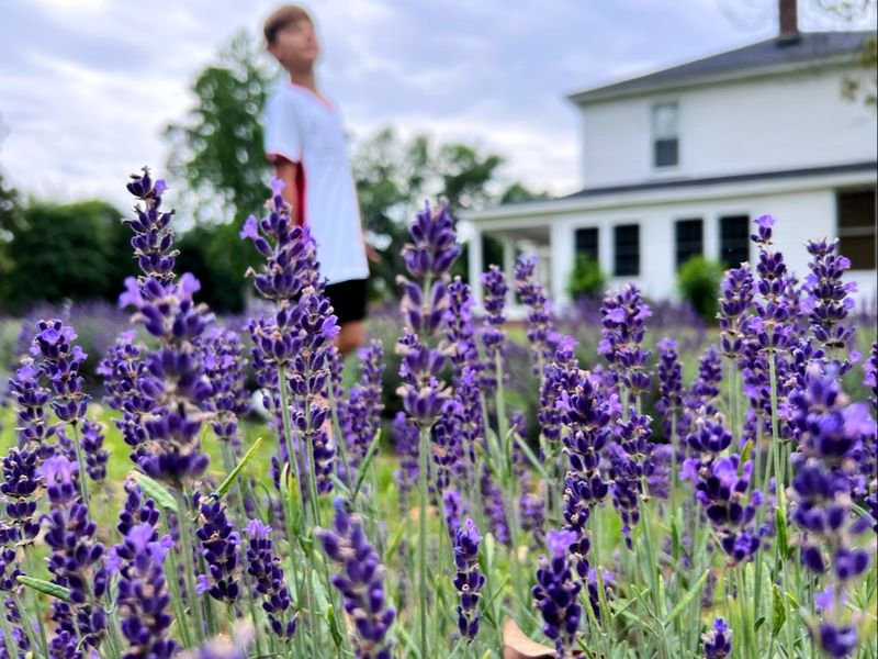 This North Carolina Lavender Farm Serves High Tea Beside The Blooming Fields - Decor Hint A 1910 Farmhouse Backdrop In Moore County