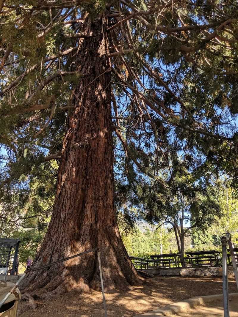The Picnic Area Shaded By A Historic Chestnut Tree