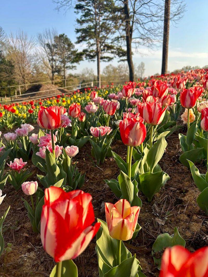 Photo Spots Make The Fields Feel Extra Dreamy