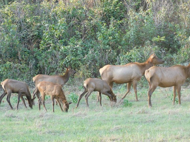 Wild Elk And Quiet Trails