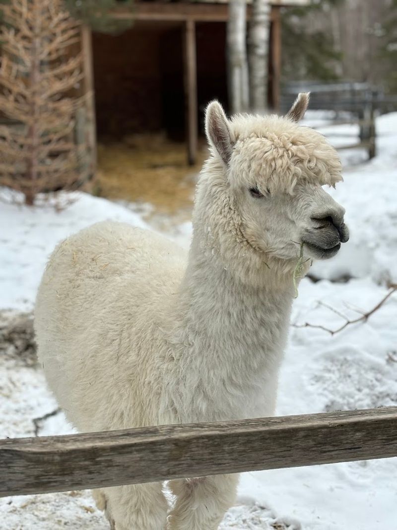 Alaska Zoo, Anchorage