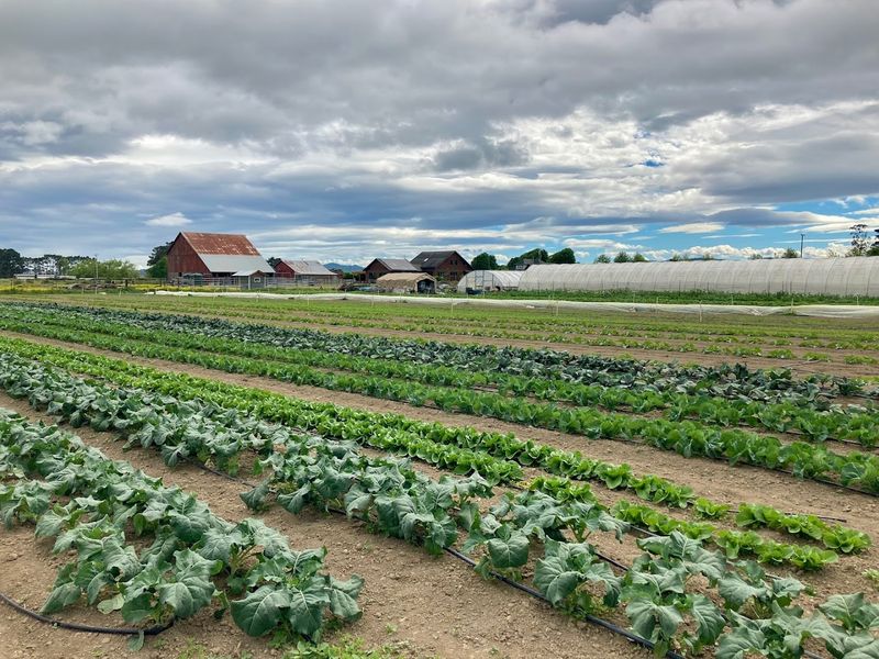 Fair Curve Farm