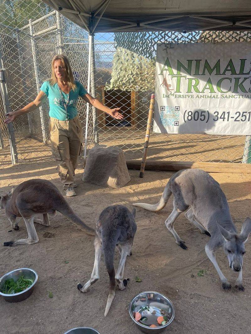 Kangaroo Yoga Is The Unexpected Standout