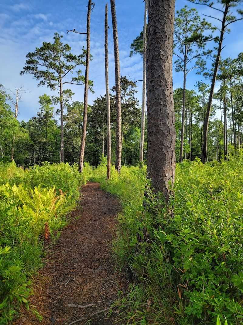 One Of Florida's Most Unexpected Waterfall Spots Is Hiding Along This Trail - Decor Hint The Wiregrass And Terrace Trails Reward The Curious Hiker