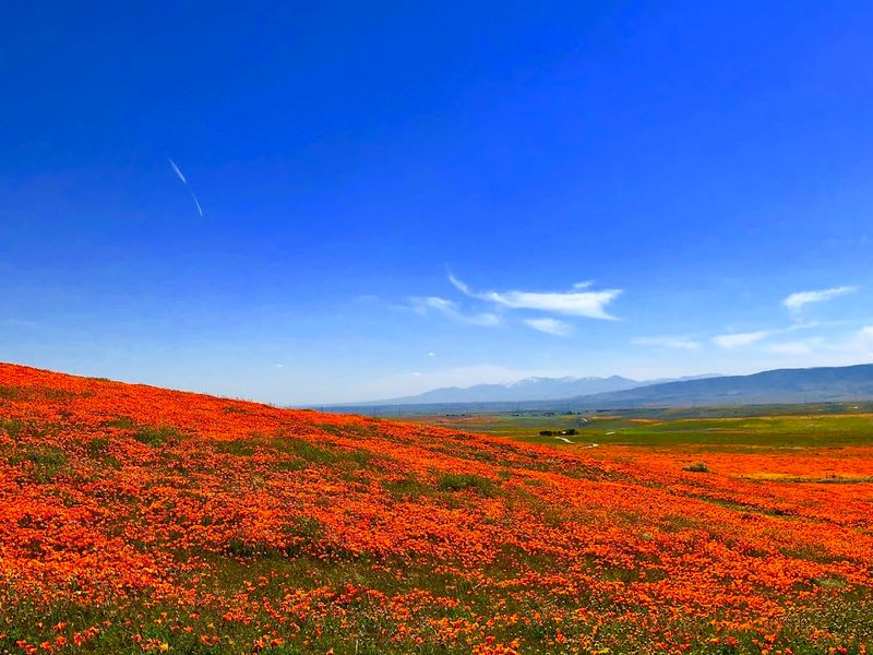 This Magical California Preserve Bursts With Millions Of Golden Poppies Every Year - Decor Hint High-Desert Elevation Shapes The Landscape