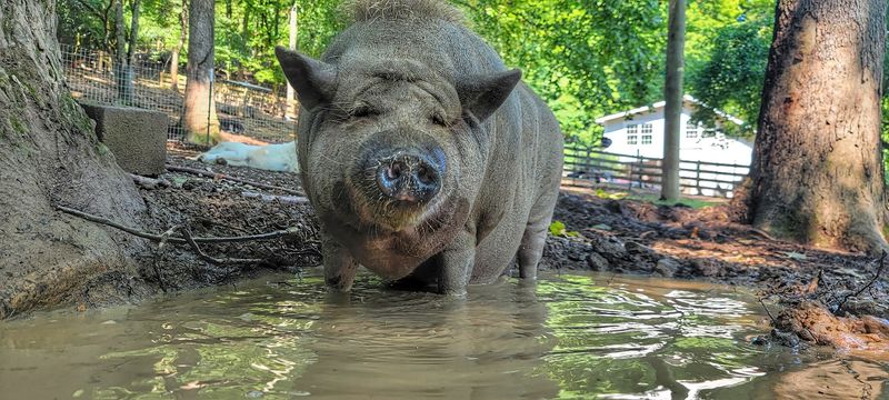 Open Farm Days