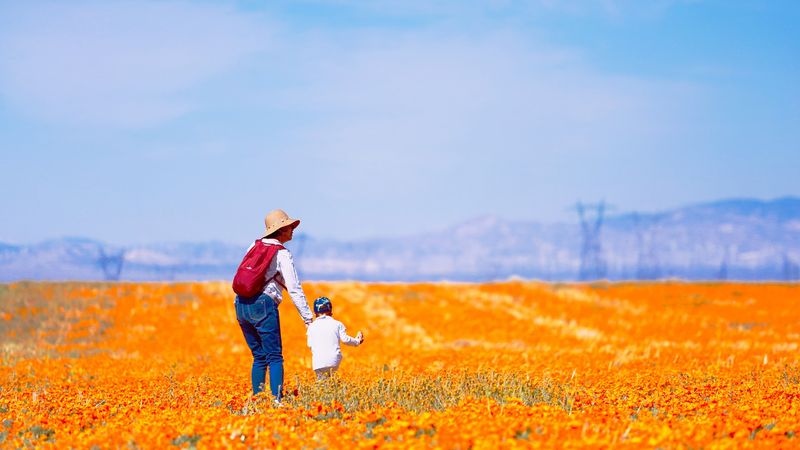 This Magical California Preserve Bursts With Millions Of Golden Poppies Every Year - Decor Hint WAeSjhX6MPX09fGg - Decor Hint