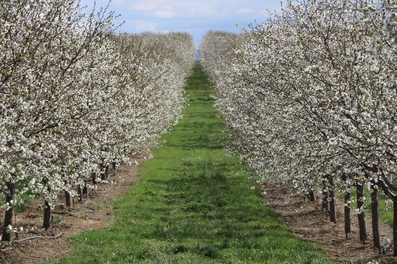 Apricot Season Kickoff In July