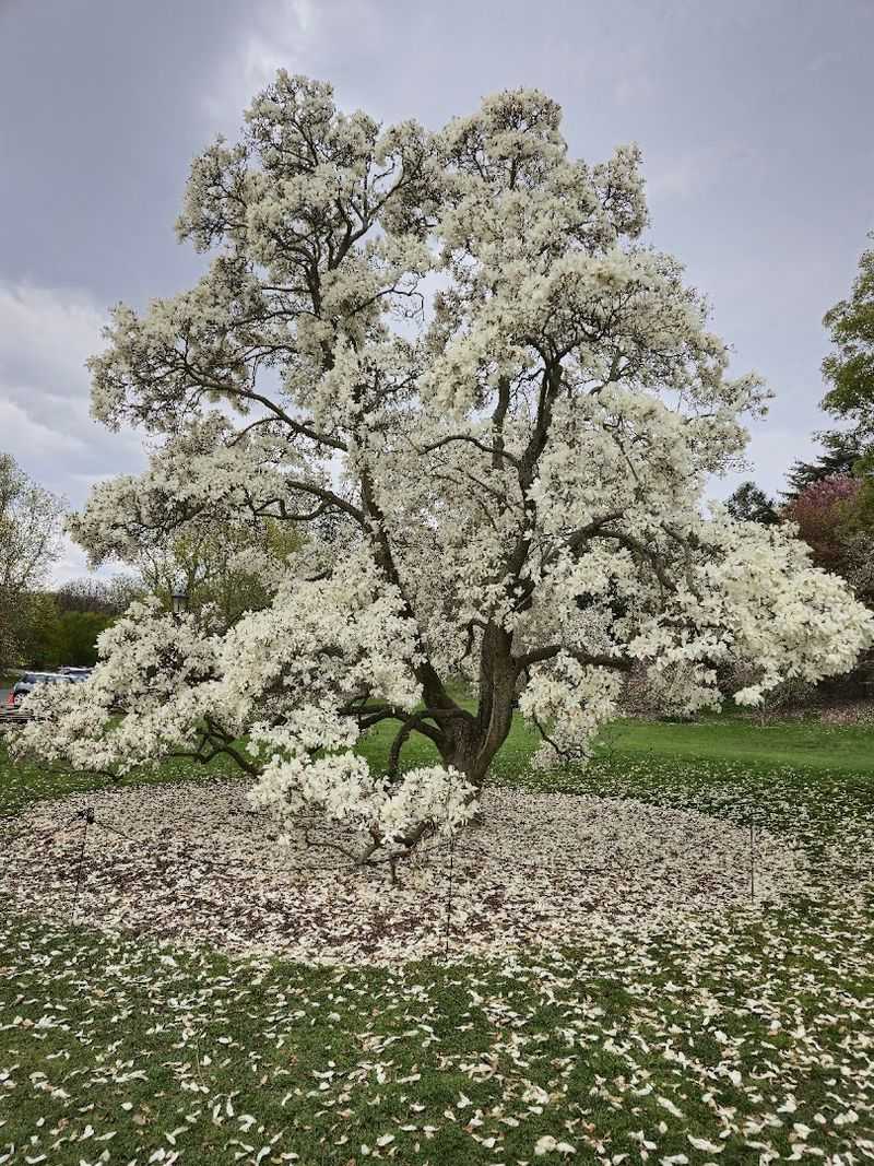 Affordable Spring Adventures In Massachusetts That Are Totally Worth The Drive - Decor Hint Arnold Arboretum