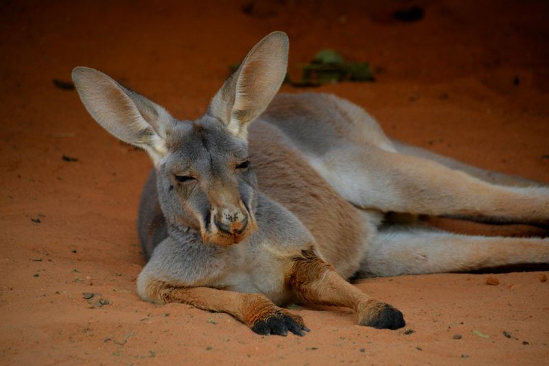 Red Kangaroos In The Walk-Thru Area
