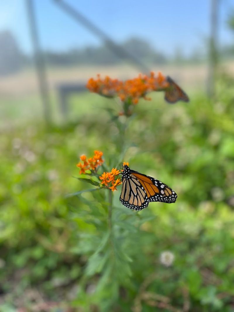 The Butterfly House Experience