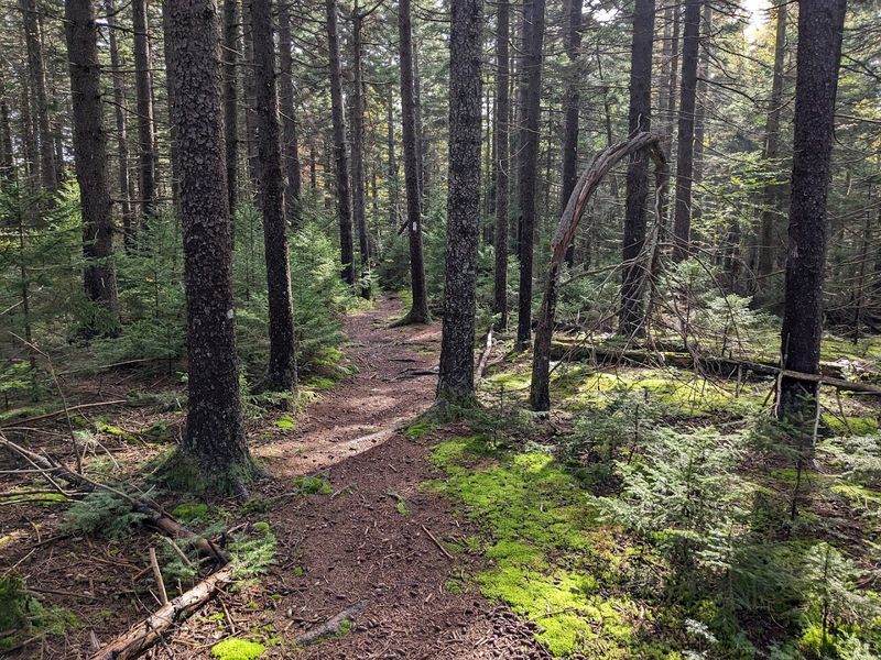Nature Trails That Reward The Curious