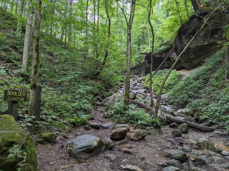 Wildlife, Flora, And Forest Wonders