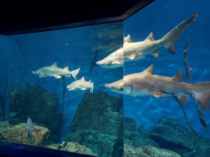 A Maritime Aquarium Right By The Harbor