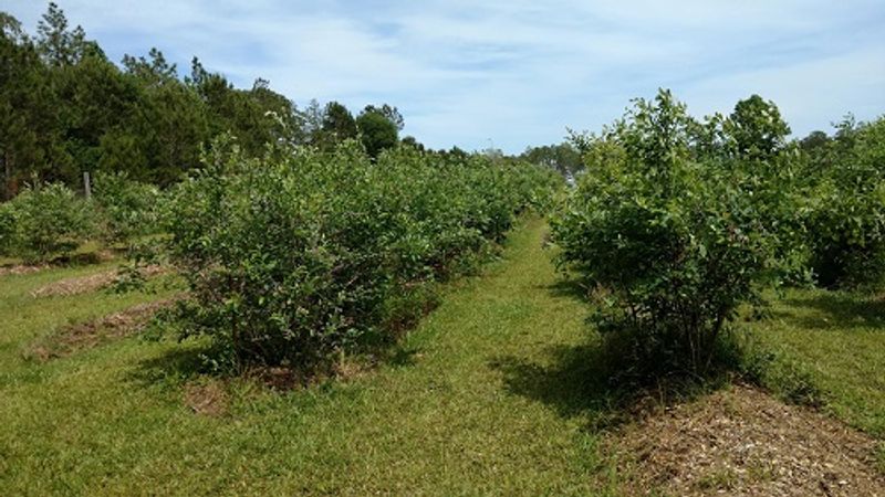 Taylor's Blueberry Farm
