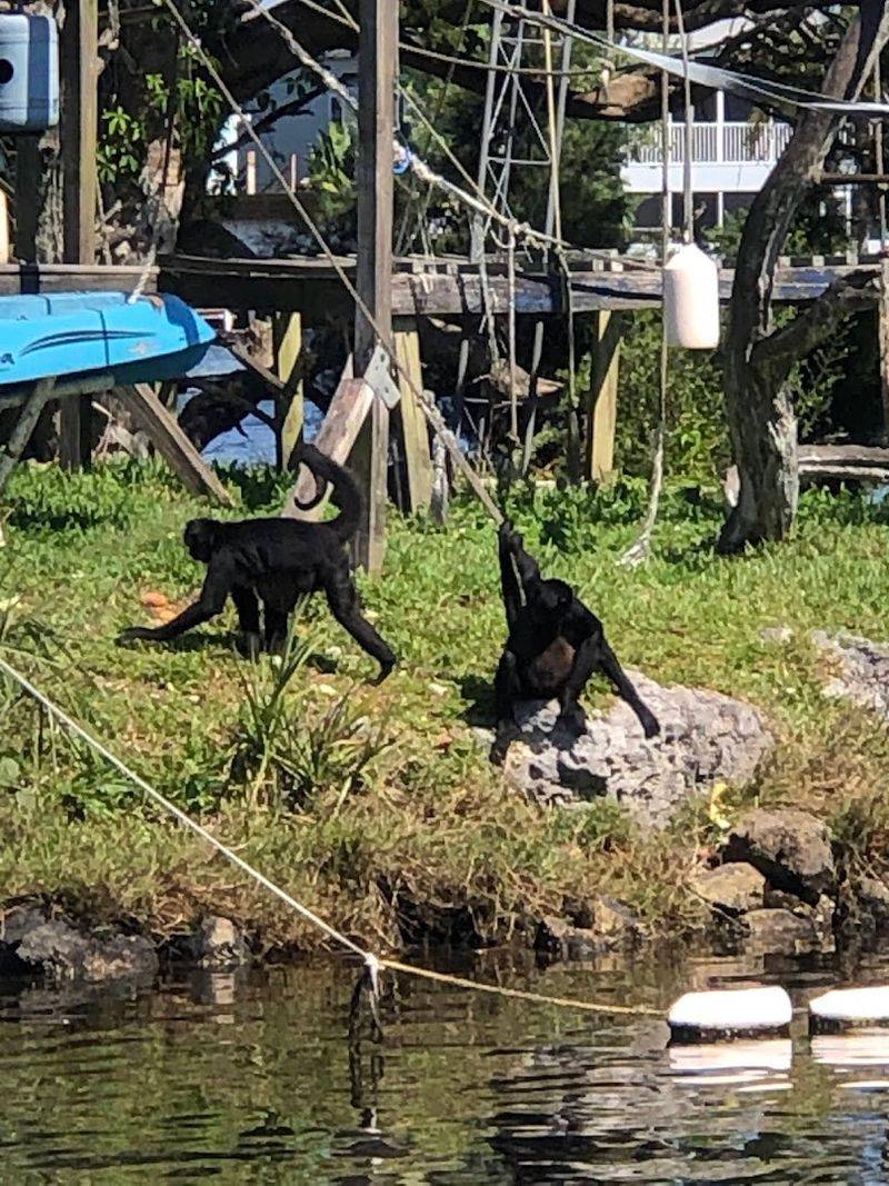 Why Monkey Island Is Worth Adding To Your Florida Road Trip