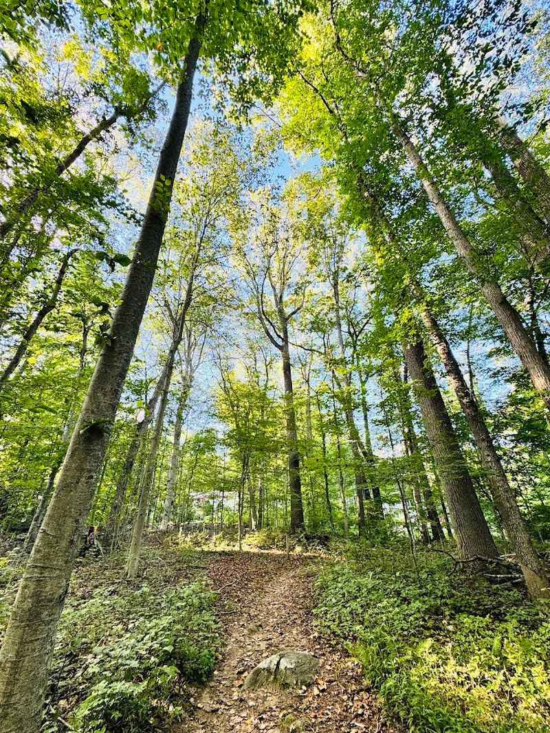 Woodland Paths Worth Wandering Slowly